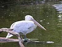 Pelican frise, Pelecanus crispus (ord Pelecaniformes) (fam Pelecanides) (Photo F. Mrugala) (06)